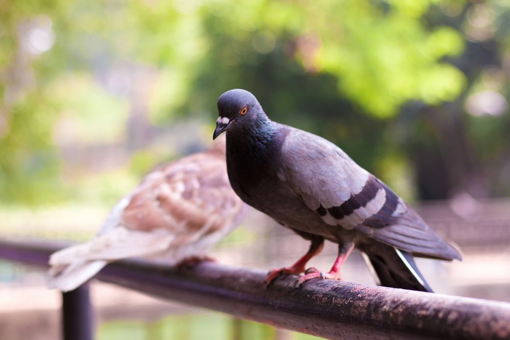 Jak odstraszyć gołębie z parapetu?