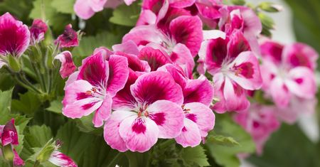 Zastosowania lecznicze pelargonii. Ma zbawienny wpływ na organizm