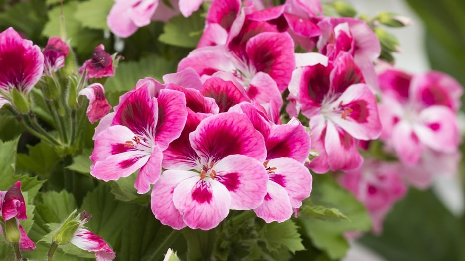 Pelargonia działa przeciwwirusowo i antybakteryjnie