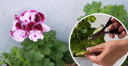 Oto co zrobić, kiedy pelargonie zaczynają wybudzać się z zimowego snu
