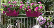 Pelargonia pachnąca - lekarstwo, eliksir, ozdoba