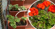 Dodaj do wody jedną kroplę. Pelargonia będzie szybciej rosła obsypana kwiatami