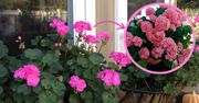 Wyhoduj pelargonię, której pozazdroszczą wszyscy sąsiedzi! Wszystko zależy od sadzenia