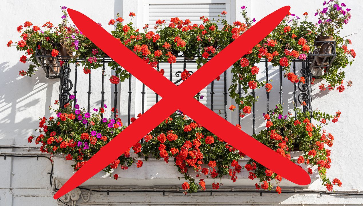 szkodliwość pelargonii fot. getty images