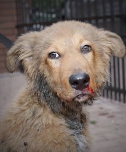 Skatowały szczeniaka, potem chciały go utopić. Są już w rękach policji