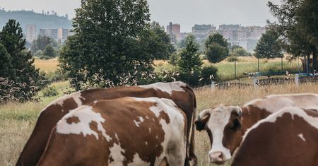 Miastowi chcą przepędzić ze wsi ostatniego rolnika. Bo jego krowy śmierdzą