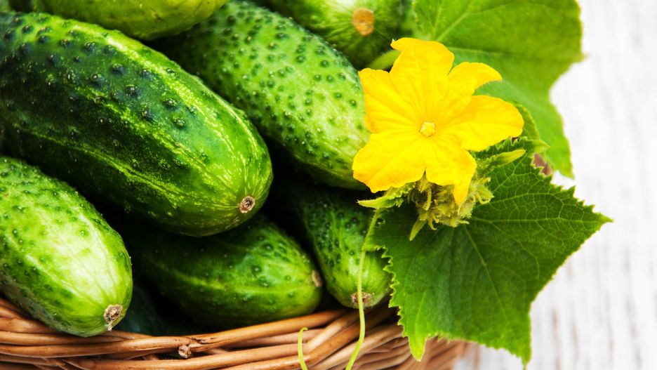 W Szczecinku wyrósł ogórek ważący ponad kilogram