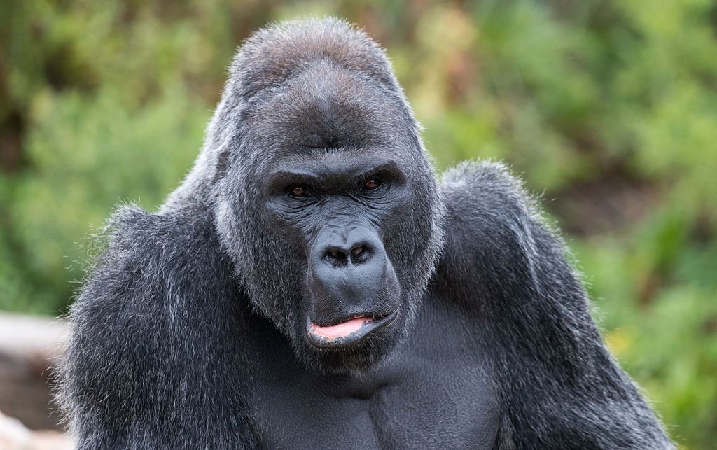 Ciekawostki ze świata zwierząt. Znasz je?