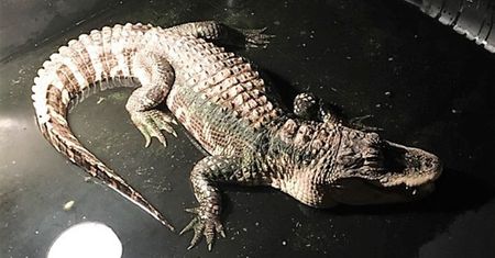 Policjanci nie dowierzali. Aligator przez 25 lat mieszkał w piwnicy