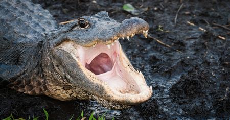 Floryda. Szczątki człowieka znalezione obok gigantycznego aligatora
