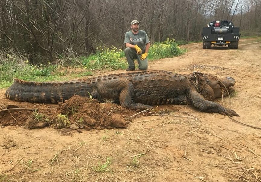 Aligator-gigant znaleziony w USA. To nie eksponat filmowy