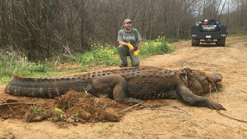 Gigantyczny aligator znaleziony w Denver