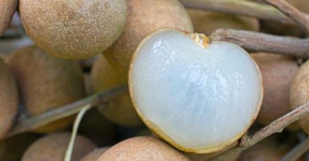 Longan – charakterystyka, wartości odżywcze, właściwości, zastosowanie