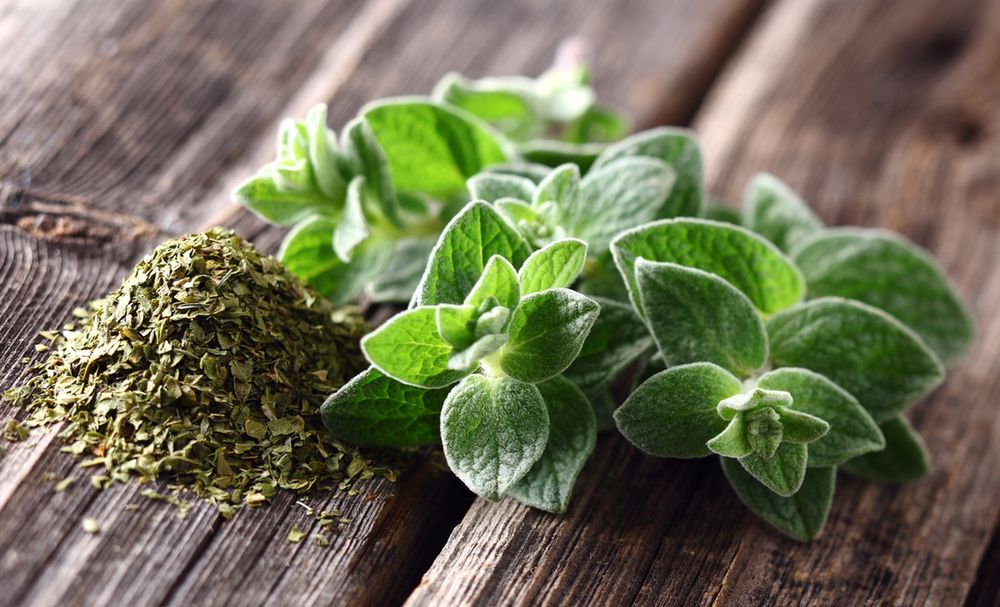 Oregano – wartości odżywcze, właściwości i zastosowanie