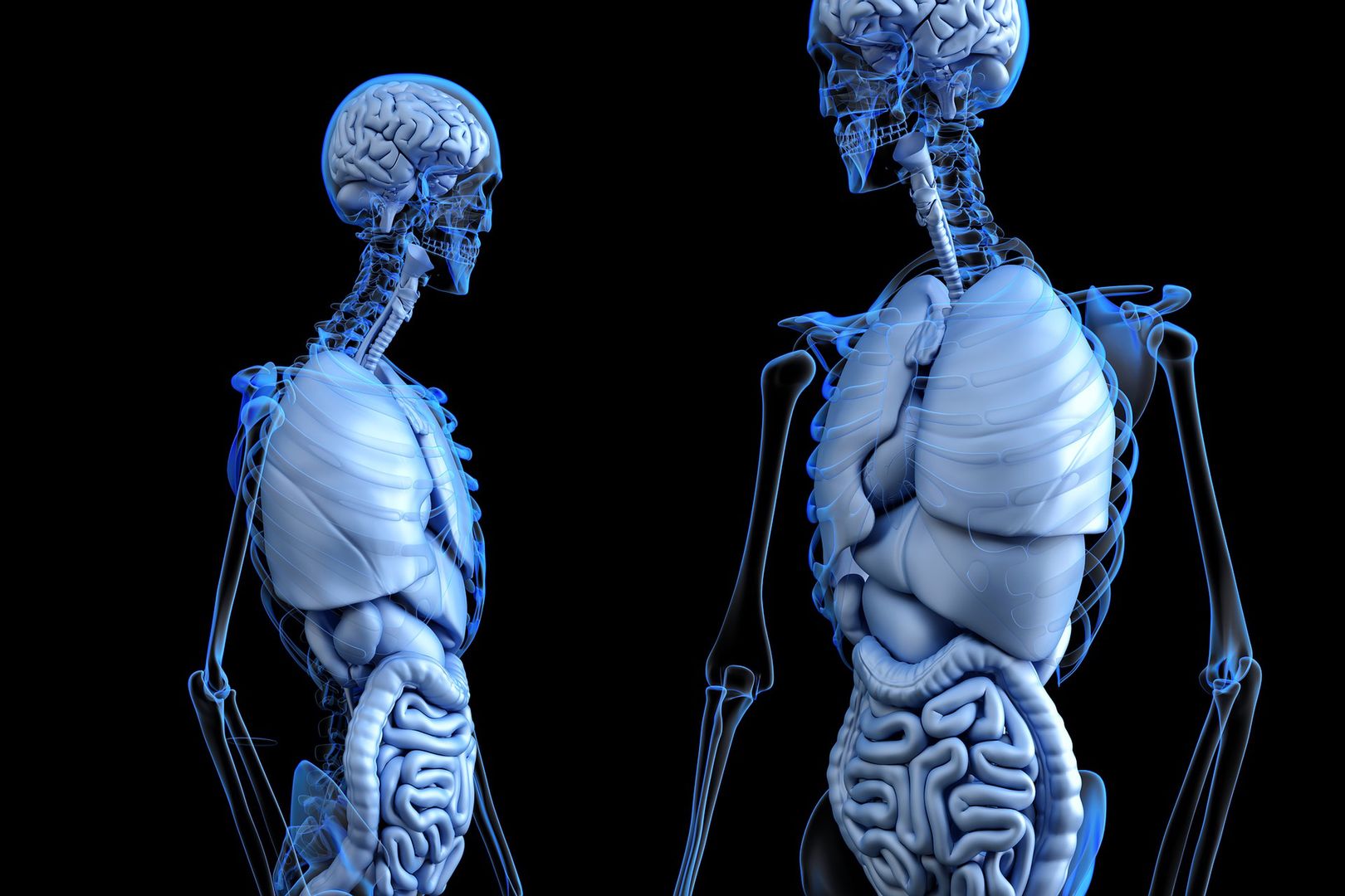Odkryto nowy organ w ludzkim ciele. Jest naprawdę duży