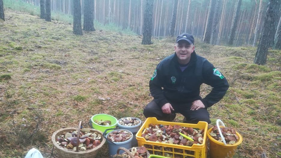 Nowy wysyp grzybów w Polsce. Tyle można zebrać w Puszczy Noteckiej