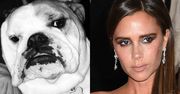 Victoria Beckham nawet psa ubiera w swoje kreacje