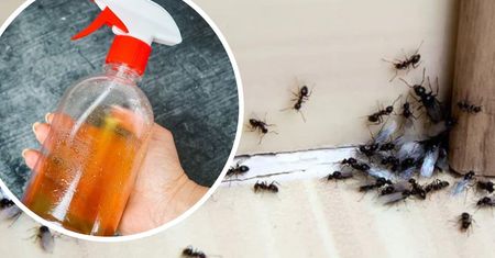 Ten spray odstrasza mrówki w 10 sekund. Boją się go jak ognia