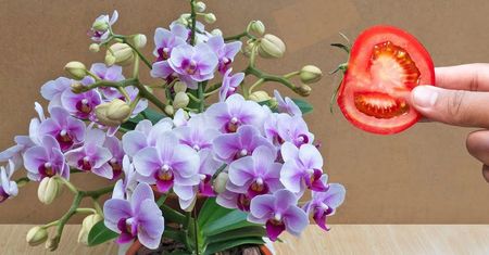 Moja babcia używa kawałka pomidora. Jej orchidee kwitną jak szalone