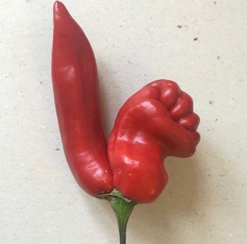 uglyfruitandveg / instagram