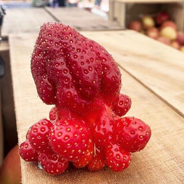 uglyfruitandveg / instagram