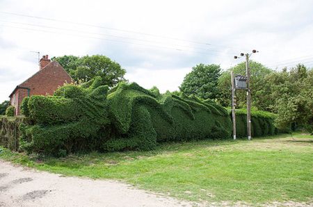 Dragon Hedge