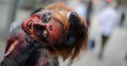 Zombie - najważniejsza jest profilaktyka