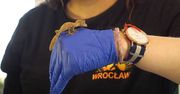 Zoo we Wrocławiu. Rodzą się zagrożone wyginięciem gekony
