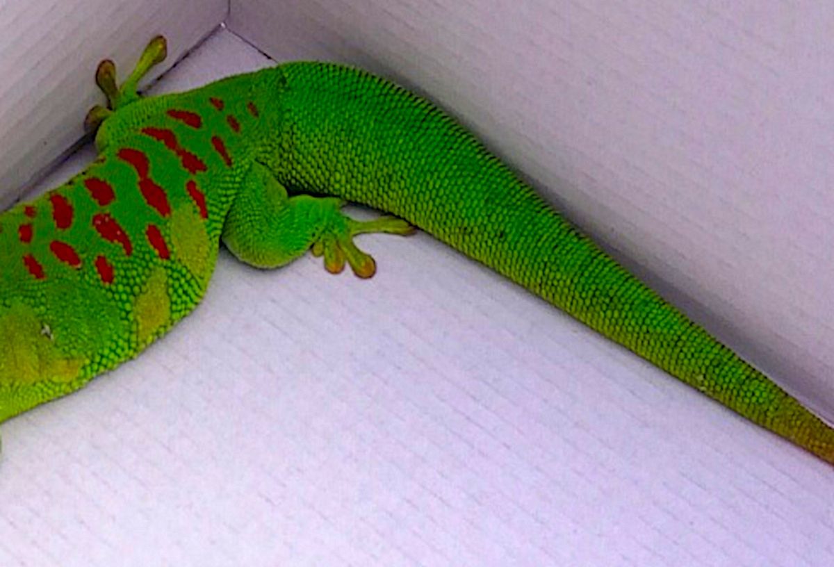 Egzotyczna jaszczurka w Złotych Tarasach. Biegała po galerii