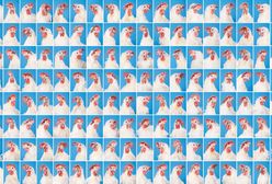 Kury w służbie ludzkości. Oto zdjęcia z największej w Europie przemysłowej fermy