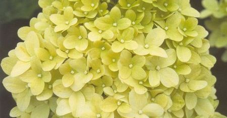 Hortensja bukietowa - h. wiechowata (Hydrangea paniculata)