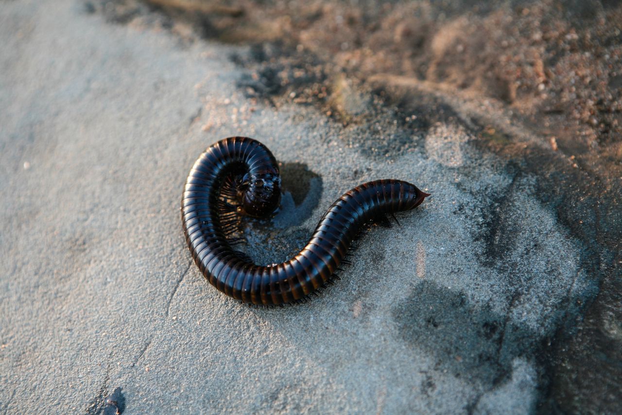 Jak zwalczyć krocionogi bez użycia chemii, fot. gettyimages