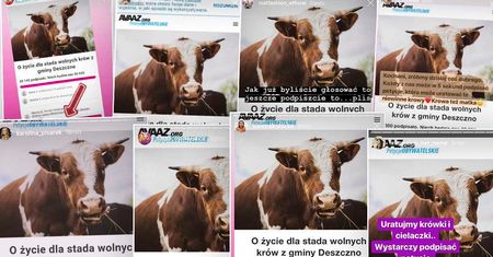 Gwiazdy walczą o wolne krowy z Deszczna! Social media zalała lawina apeli z prośbą o pomoc. Wstawili się również prezydent i Jarosław Kaczyński