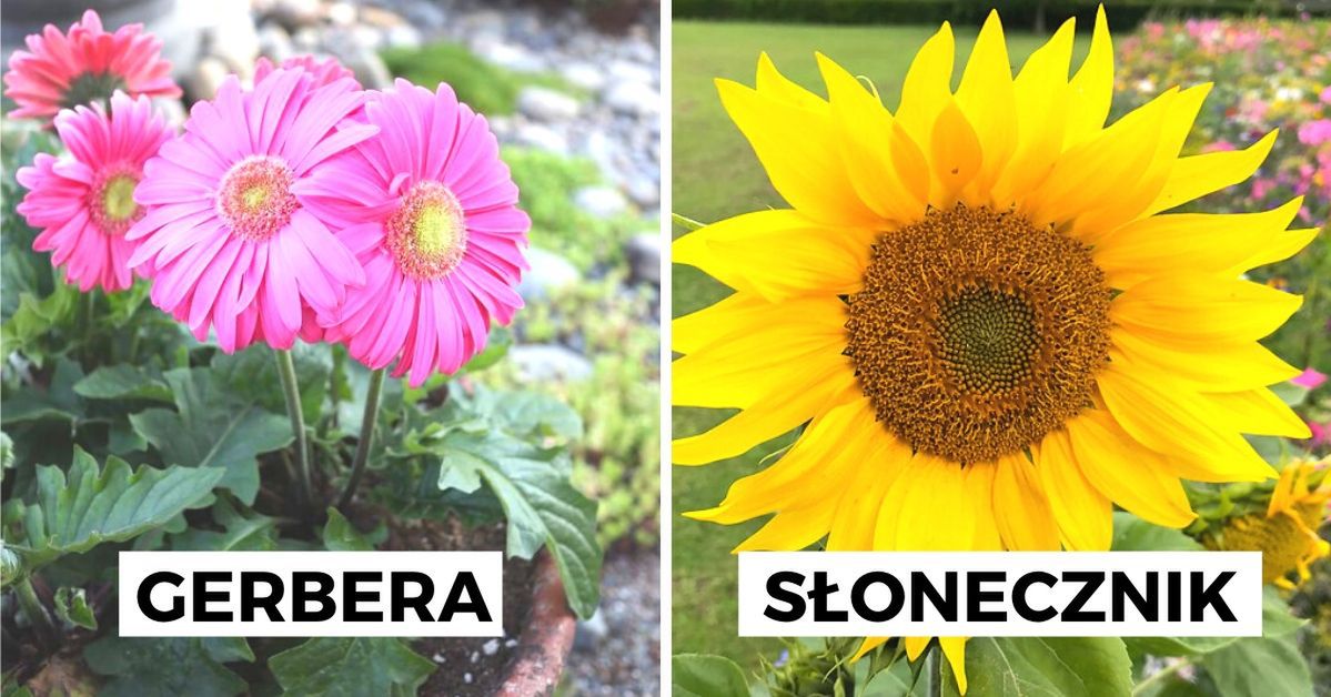 10 popularnych kwiatów ogrodowych, których alergicy powinni unikać
