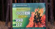 Rekordowe upały to zagrożenie dla lasów iglastych. Czyli większości w naszym kraju