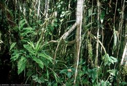 Matka z trójką dzieci zgubiła się w amazońskiej dżungli. Poszukiwania trwały ponad miesiąc