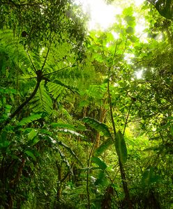 Każdy może zaadoptować drzewo z kolumbijskiej dżungli