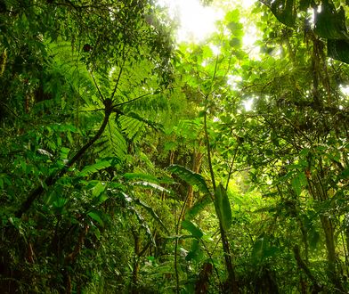 Każdy może zaadoptować drzewo z kolumbijskiej dżungli