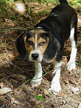 Beagle – pies dla aktywnych