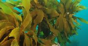 Wypełniony glonami bioreaktor ma pomóc w walce z katastrofą klimatyczną