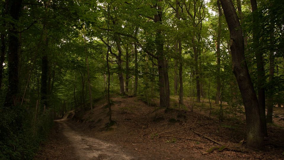 Poszukiwania w Puszczy Białowieskiej. Tysiące Białorusinów szukają zaginionego dziecka