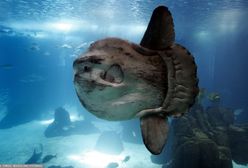 Egzotyczna ryba w Bałtyku. Jej wnętrzności są trujące