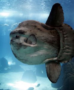 Egzotyczna ryba w Bałtyku. Jej wnętrzności są trujące