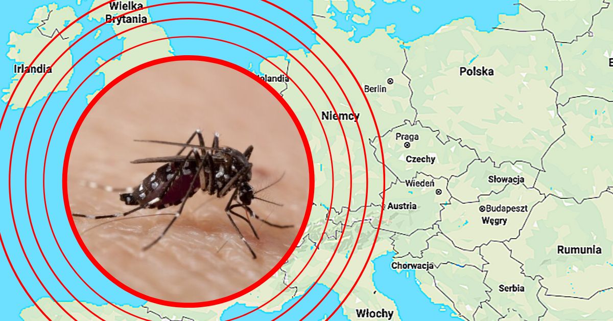 Komar tygrysi atakuje. W Lyonie pojawiła się groźna denga