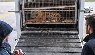 Tygrysy jechały z włoskiego miasteczka Latina. W regionie kojarzone jest z hodowlą dużych kotów na sprzedaż