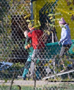 Uwięzione tygrysy. Dobre wieści z poznańskiego zoo