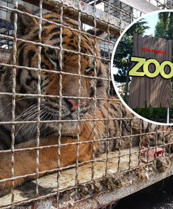 Małżeństwo z Człuchowa na ratunek tygrysom. Właściciele mini ZOO cichymi bohaterami afery