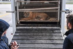 Tygrysy jechały z włoskiego miasteczka Latina. W regionie kojarzone jest z hodowlą dużych kotów na sprzedaż