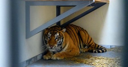Tygrysy z poznańskiego zoo wyjadą do Hiszpanii. Weterynarz z zarzutem