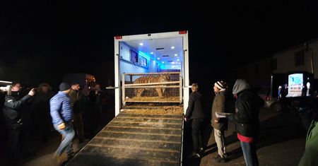 Poznań. Rzeczniczka zoo o tygrysach. "Jesteśmy przekonani, że doszło do przemytu"